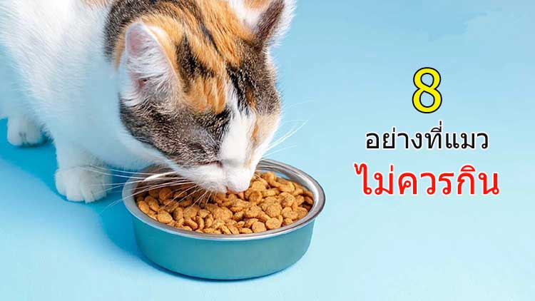9 อย่างที่แมวไม่ควรกิน